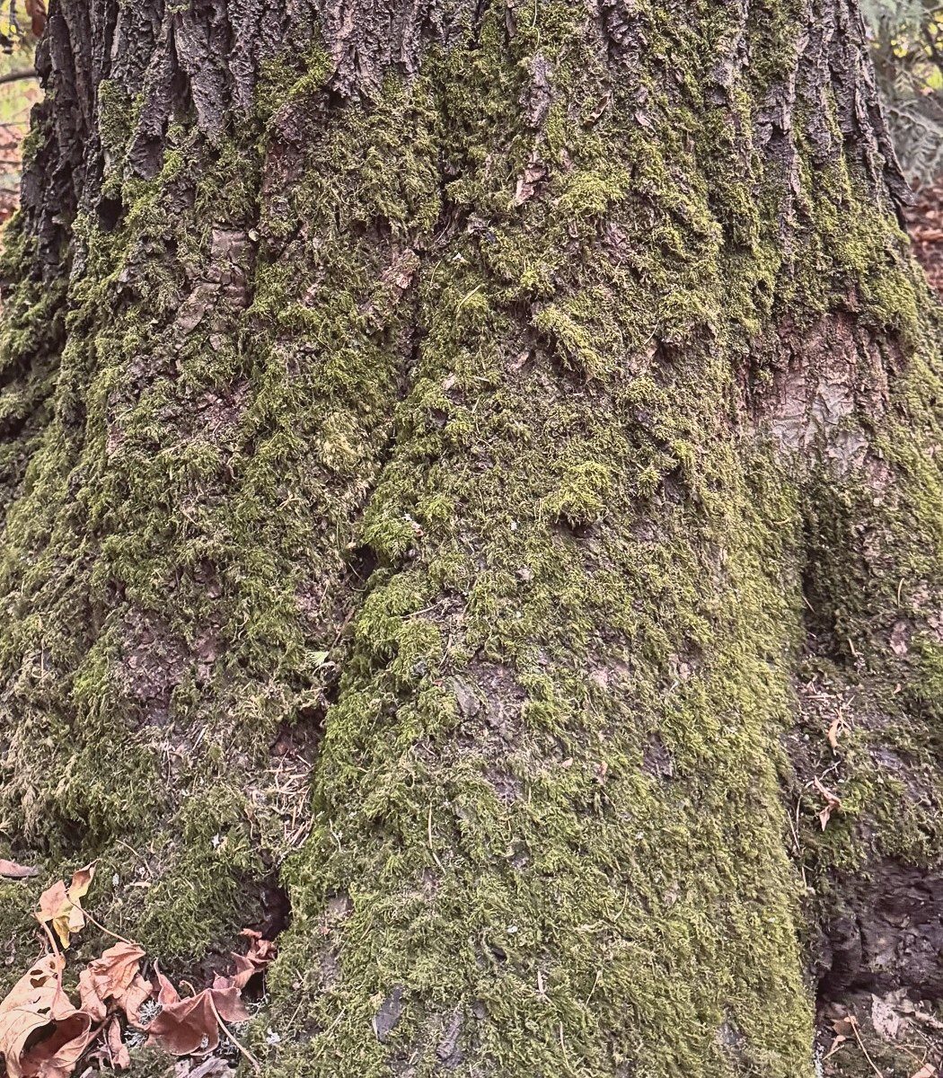 Close view of moss on bark