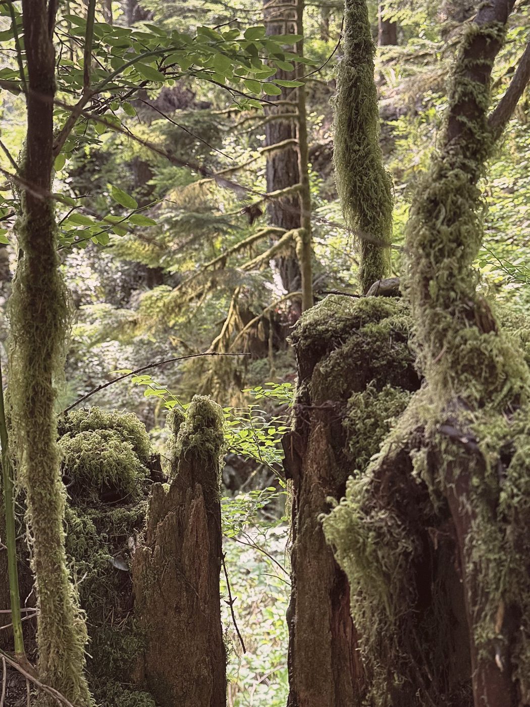 Forest reference