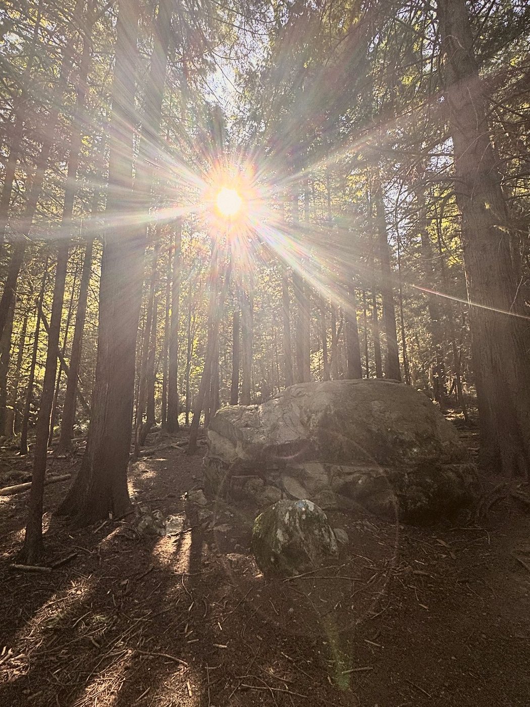 Low sun bursting through a stand of evergreen trunks