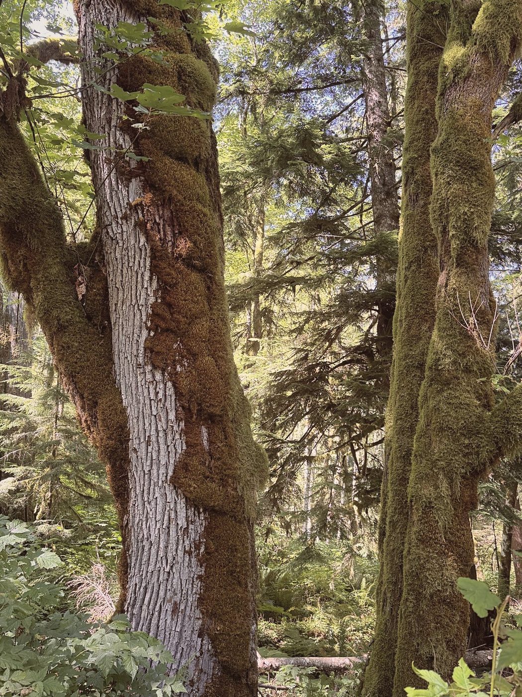 Forest reference