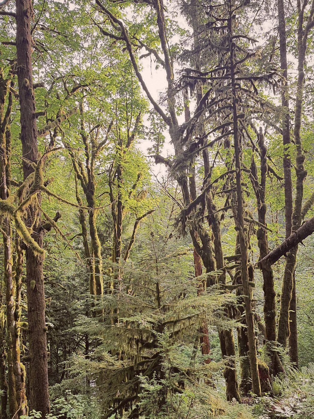 Forest reference