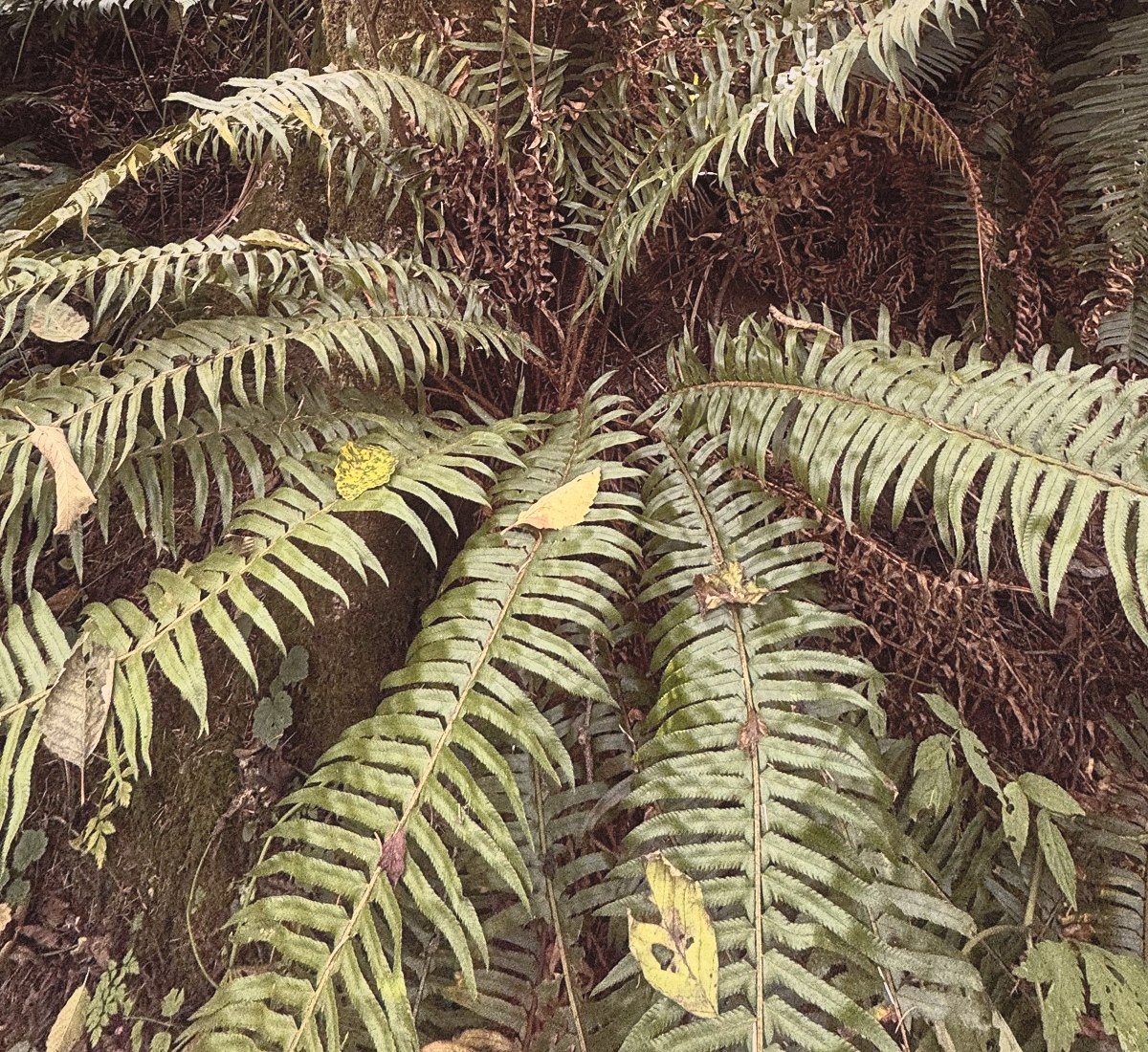 Forest reference