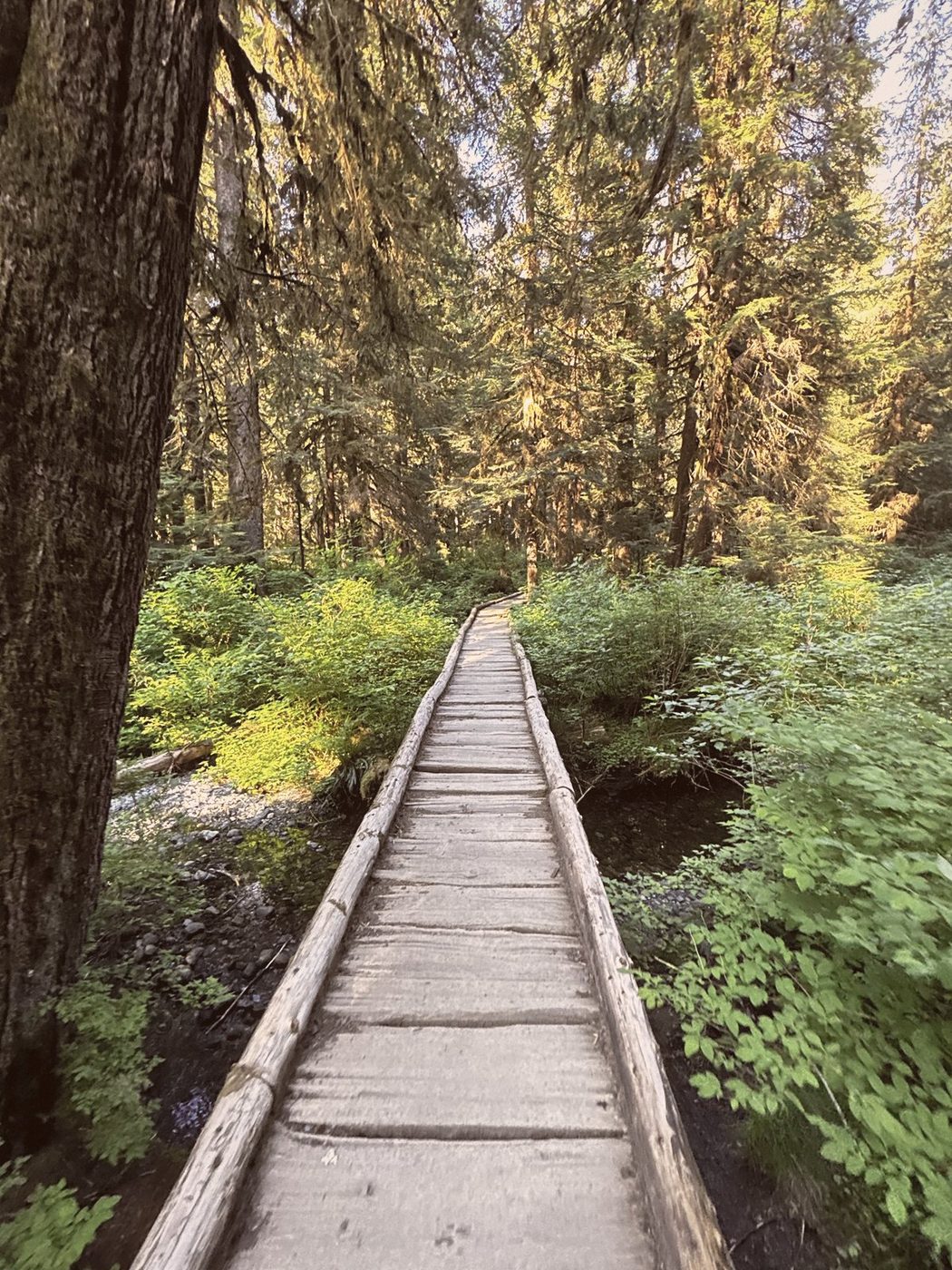 Forest reference