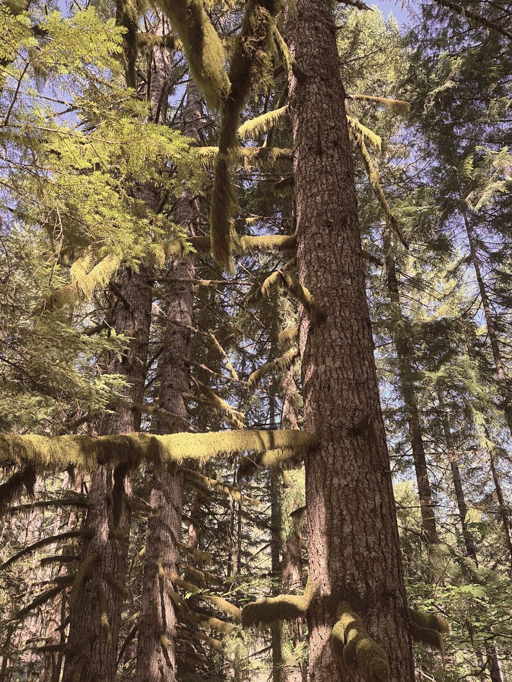 Moss-hung trunks rising into the canopy